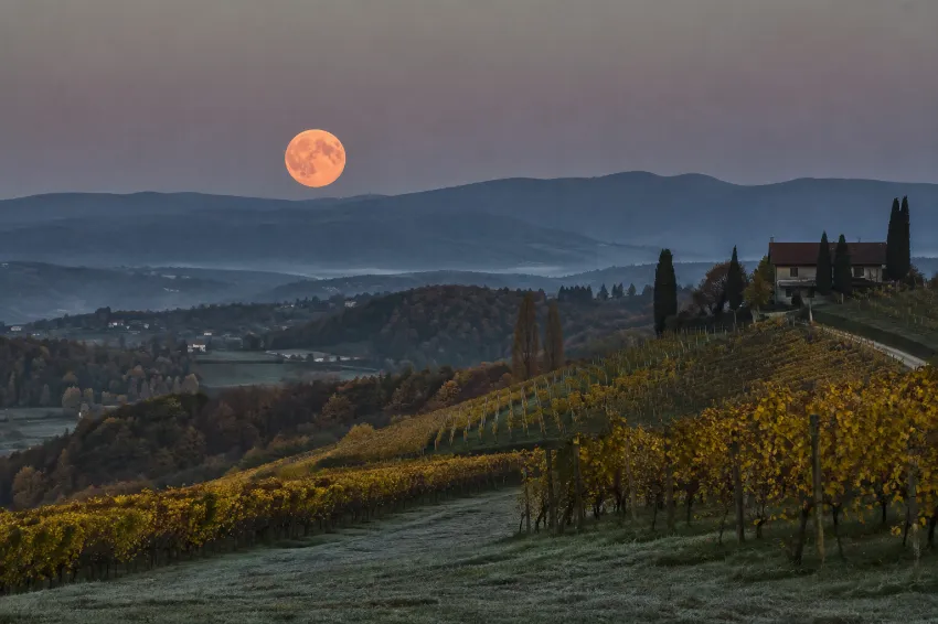 Oktobrska polna luna nad jesenskimi vinogradi pred zoro